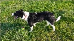 COMPORTEMENTALISTE : spécialiste en relation homme / chien