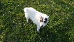 COMPORTEMENTALISTE : spécialiste en relation homme / chien