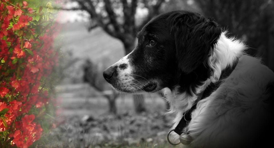 COMPORTEMENTALISTE : spécialiste en relation homme / chien