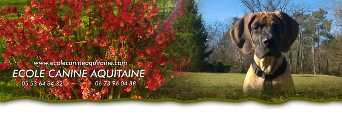 COMPORTEMENTALISTE : spécialiste en relation homme / chien